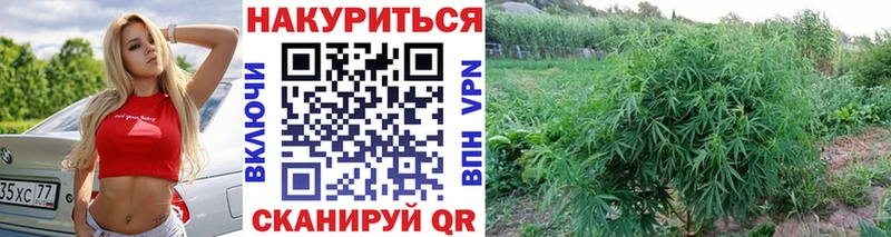 Бошки марихуана сатива  Дедовск 